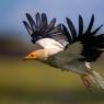 Capovaccaio - Egyptian vulture (Neophron percnopterus)