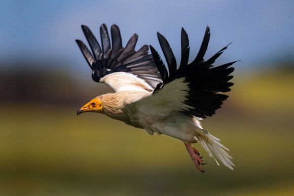 Capovaccaio - Egyptian vulture (Neophron percnopterus)