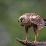 Falco di palude - Marsh Harrier (Circus aeruginosus)