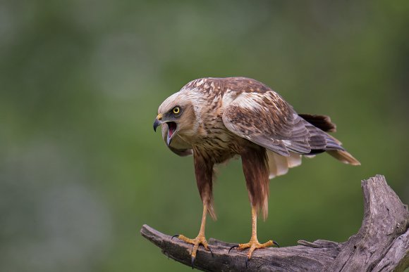 Falco di palude - Marsh Harrier (Circus aeruginosus)