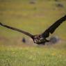 Avvoltoio monaco - Cinereous vulture (Aegypius monachus)