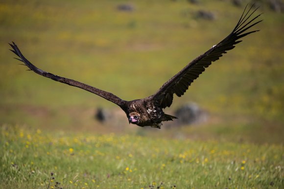 Avvoltoio monaco - Cinereous vulture (Aegypius monachus)