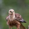 Falco di palude - Marsh Harrier (Circus aeruginosus)