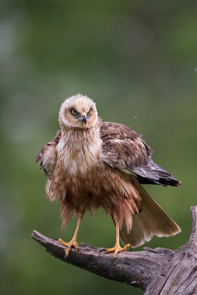 Falco di palude - Marsh Harrier (Circus aeruginosus)