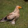 Capovaccaio - Egyptian vulture (Neophron percnopterus)