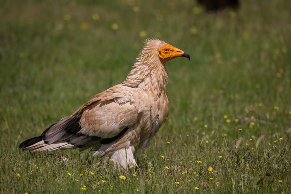 Capovaccaio - Egyptian vulture (Neophron percnopterus)