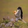 Capovaccaio - Egyptian vulture (Neophron percnopterus)