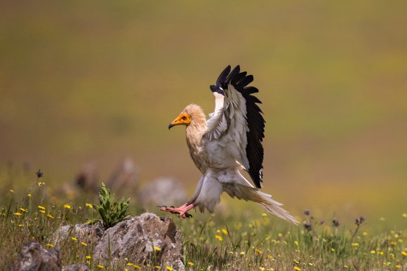 Capovaccaio - Egyptian vulture (Neophron percnopterus)