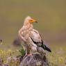 Capovaccaio - Egyptian vulture (Neophron percnopterus)