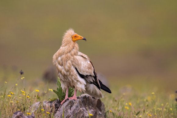 Capovaccaio - Egyptian vulture (Neophron percnopterus)