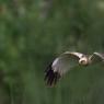 Falco di palude - Marsh Harrier (Circus aeruginosus)