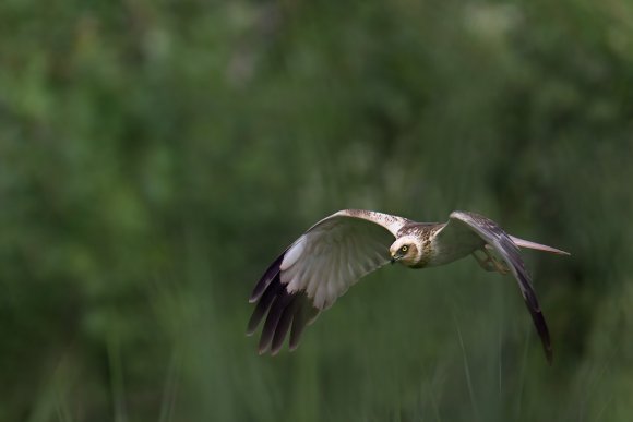 Falco di palude - Marsh Harrier (Circus aeruginosus)