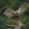 Falco di palude - Marsh Harrier (Circus aeruginosus)