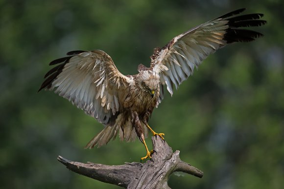 Falco di palude - Marsh Harrier (Circus aeruginosus)