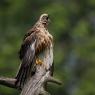 Falco di palude - Marsh Harrier (Circus aeruginosus)