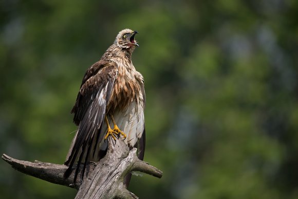 Falco di palude - Marsh Harrier (Circus aeruginosus)