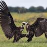 Avvoltoio monaco - Cinereous vulture (Aegypius monachus)