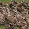 Grifone - Griffon vulture (Gyps fulvus)