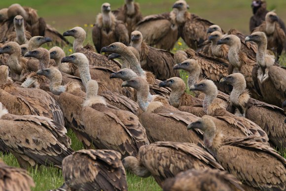 Grifone - Griffon vulture (Gyps fulvus)