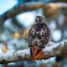 Poiana codarossa - Red tailed hawk (Buteo jamaicensis)