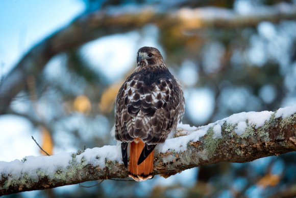 Poiana codarossa - Red tailed hawk (Buteo jamaicensis)