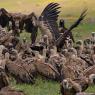 Grifone - Griffon vulture (Gyps fulvus)