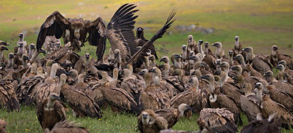 Grifone - Griffon vulture (Gyps fulvus)