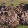 Grifone - Griffon vulture (Gyps fulvus)