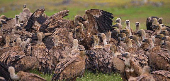 Grifone - Griffon vulture (Gyps fulvus)