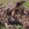 Grifone - Griffon vulture (Gyps fulvus)