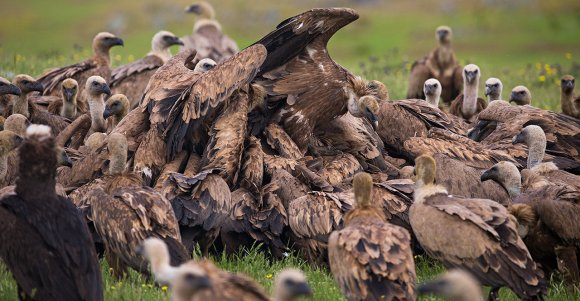 Grifone - Griffon vulture (Gyps fulvus)