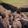 Grifone - Griffon vulture (Gyps fulvus)