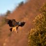 Grifone - Griffon vulture (Gyps fulvus)