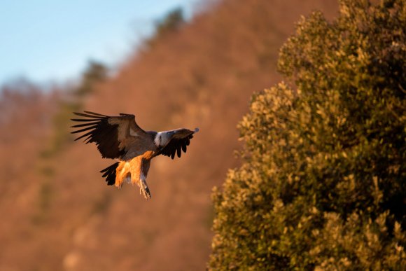 Grifone - Griffon vulture (Gyps fulvus)