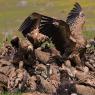 Grifone - Griffon vulture (Gyps fulvus)