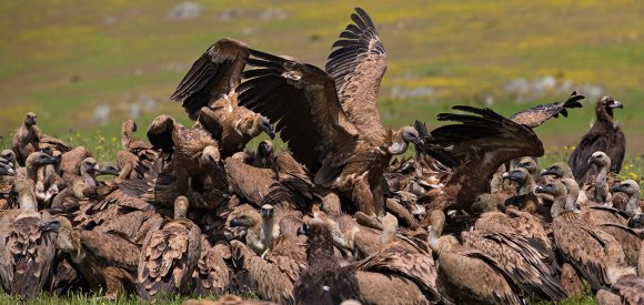 Grifone - Griffon vulture (Gyps fulvus)