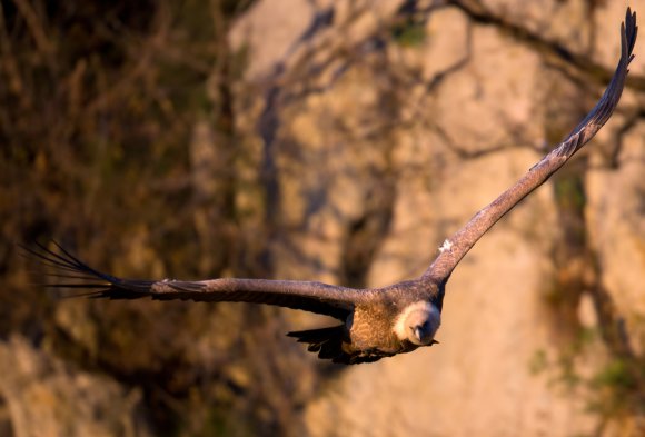 Grifone - Griffon vulture (Gyps fulvus)