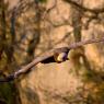 Grifone - Griffon vulture (Gyps fulvus)