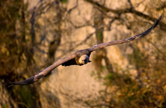 Grifone - Griffon vulture (Gyps fulvus)
