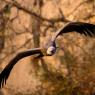 Grifone - Griffon vulture (Gyps fulvus)