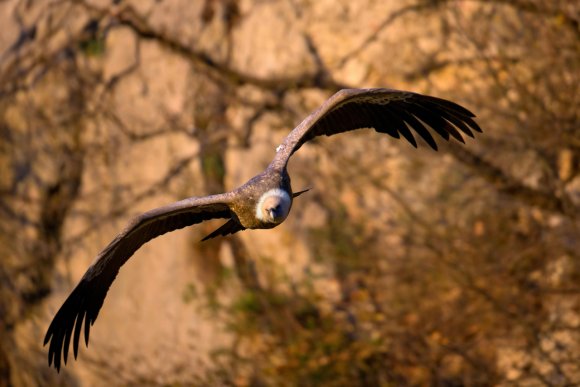 Grifone - Griffon vulture (Gyps fulvus)