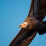 Grifone - Griffon vulture (Gyps fulvus)