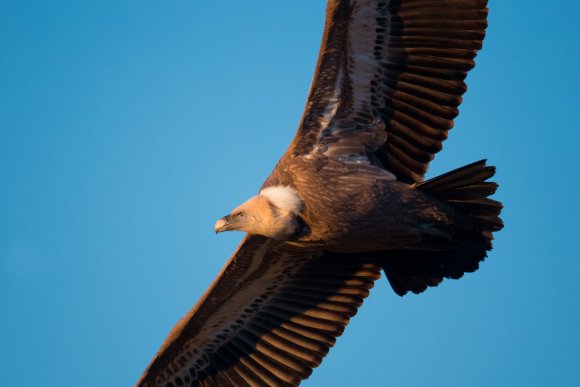 Grifone - Griffon vulture (Gyps fulvus)