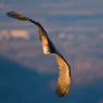 Grifone - Griffon vulture (Gyps fulvus)