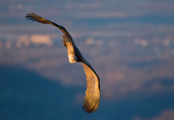 Grifone - Griffon vulture (Gyps fulvus)