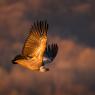 Grifone - Griffon vulture (Gyps fulvus)