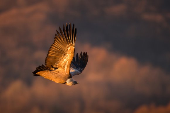 Grifone - Griffon vulture (Gyps fulvus)