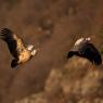 Grifone - Griffon vulture (Gyps fulvus)