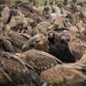 Grifone - Griffon vulture (Gyps fulvus)