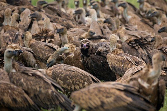 Grifone - Griffon vulture (Gyps fulvus)